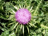 S.t Mary's Thistle Flower